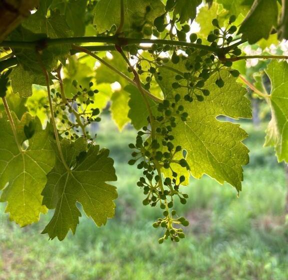 בית מלון כפרי Cruna Di Subida Wine Country House