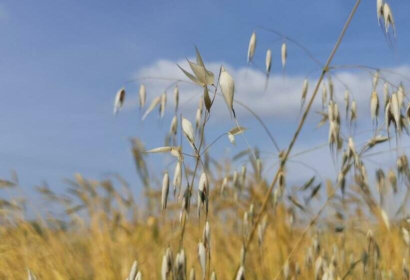 פנסיון Sol De La Dime