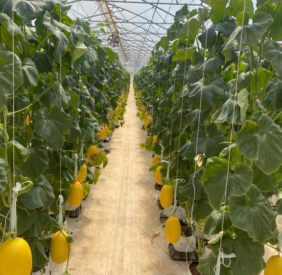 پانسیون Apec Mandala Mui Ne Phan Thiet R2223