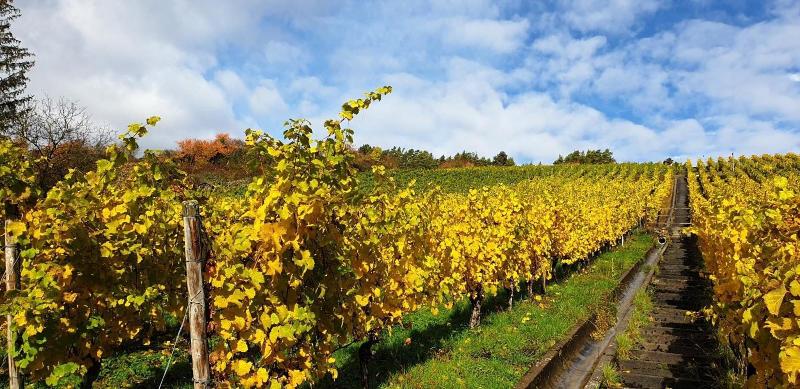 酒店 Rebgut   Die Weinherberge