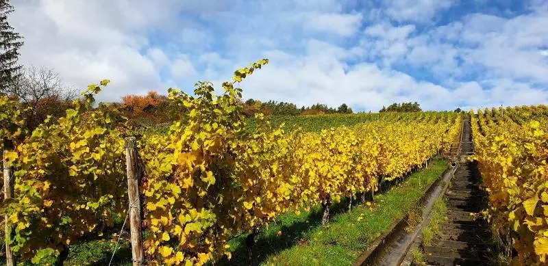 Hotelli Rebgut   Die Weinherberge