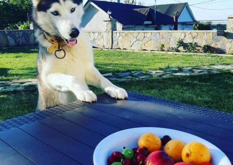 住宿加早餐  Villa Blacksea