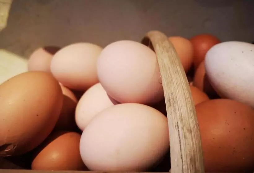 Aamiaismajoitus (B&B) Mulé