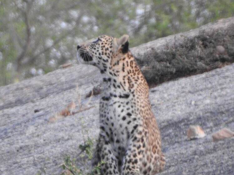 Jawai Empire Resort By Premier Hotels