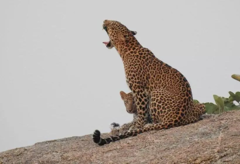 Jawai Empire Resort By Premier Hotels