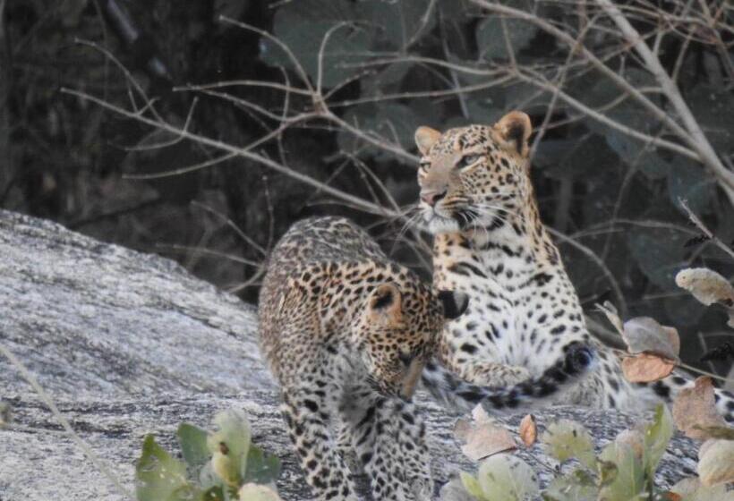 Jawai Empire Resort By Premier Hotels