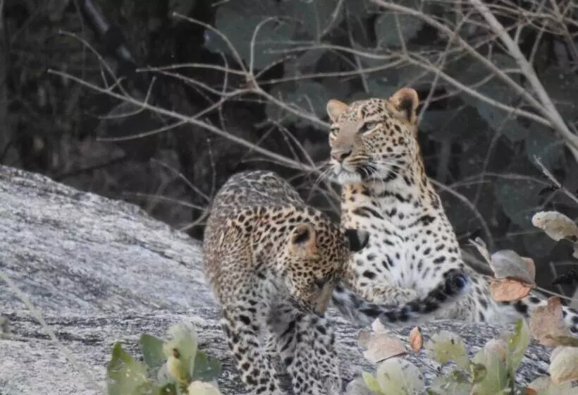 Jawai Empire Resort By Premier Hotels