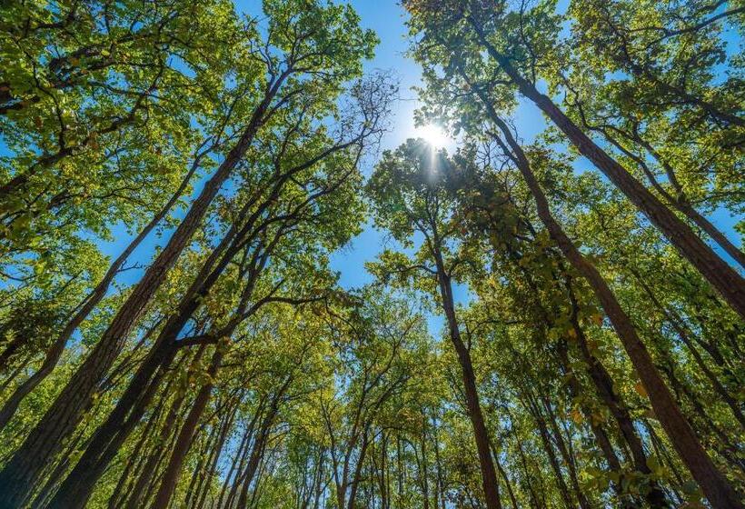 Hotel The Riverwood Forest Retreat  Kanha