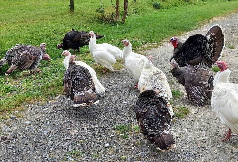 بنسيون Stay On Lindens