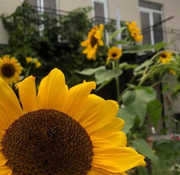 هاستل Green Tianeti