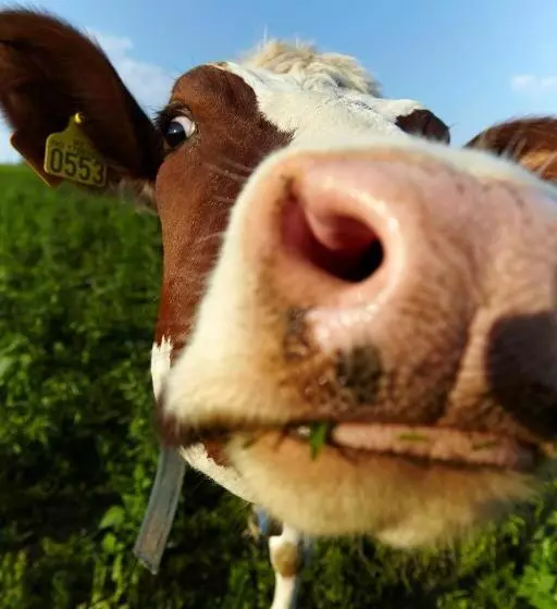 Husfrua Gårdshotell