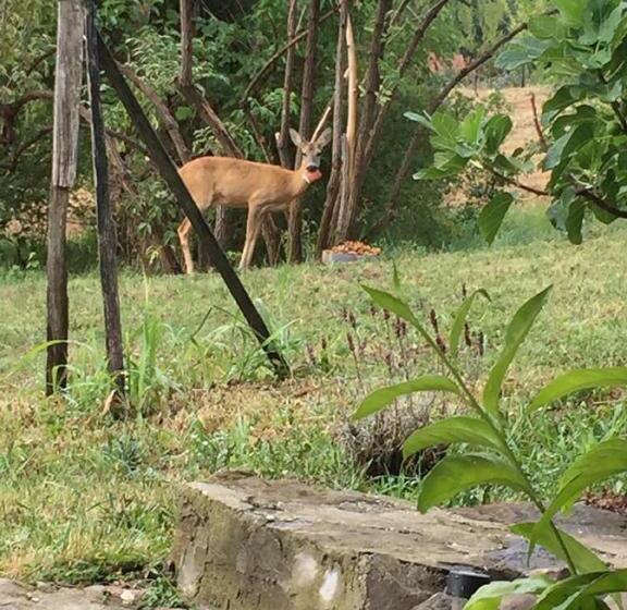 פנסיון Eszter Ház