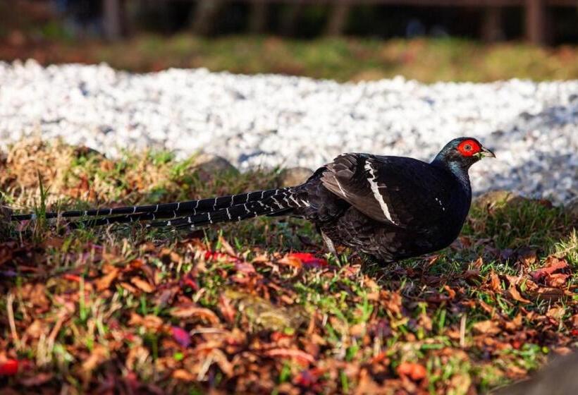 هتل Alishan Shermuh Tourist