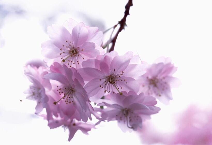 هتل Alishan Shermuh Tourist