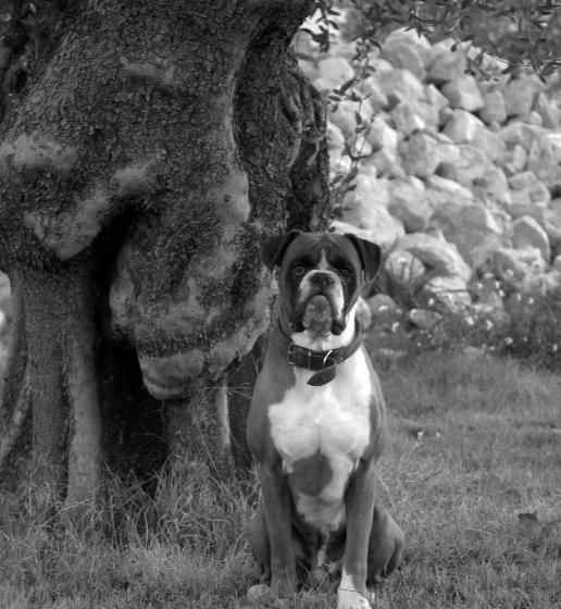 酒店 Casa Vacanze Residenza Bocci