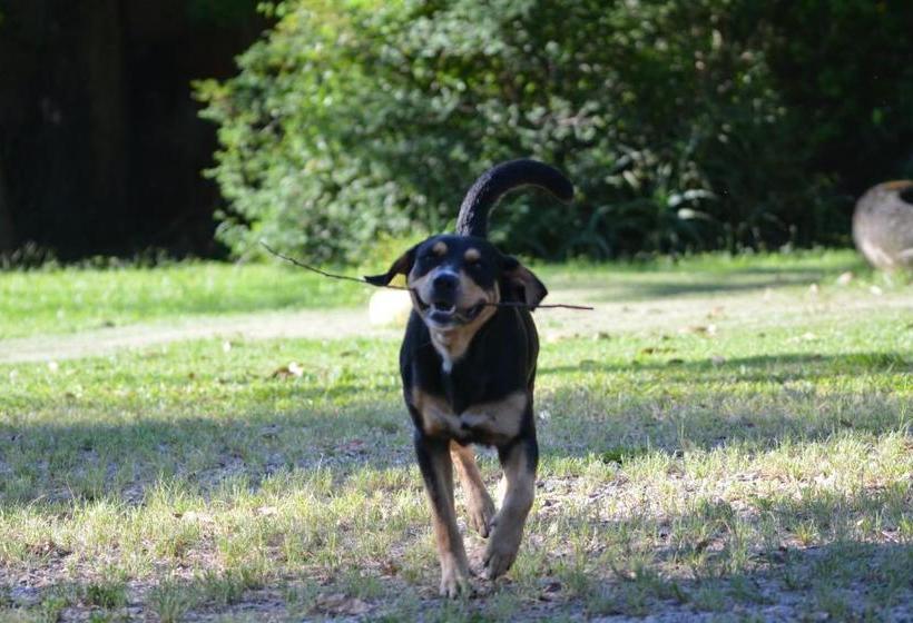 Fotos del hotel Pousada Rio Vermelho:  6