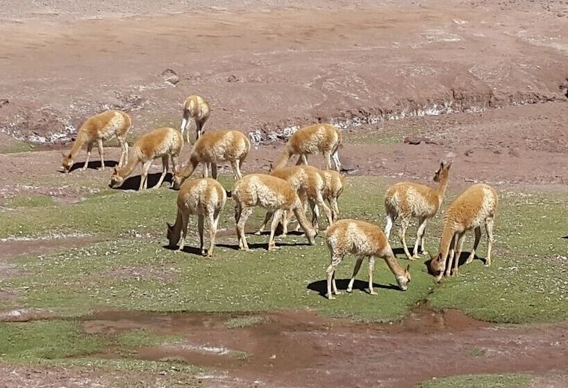 בית מלון כפרי Posada Del Olivo