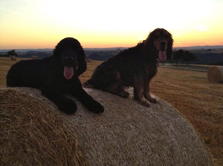 בית מלון כפרי Restaurant Peifer