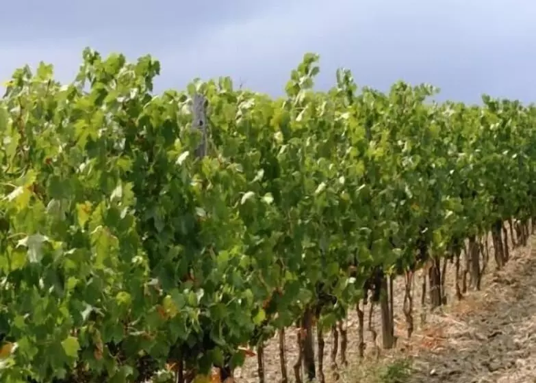 ホテル Agriturismo Podere La Marronaia