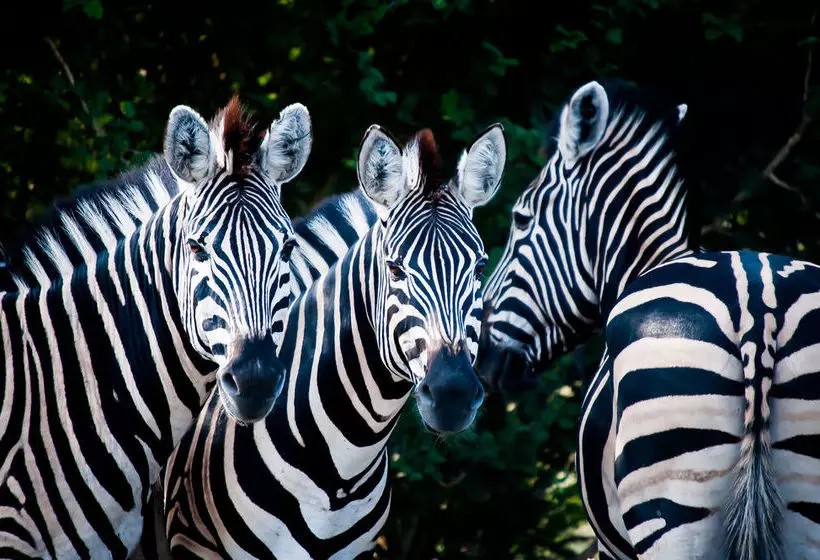 هتل Maninghi Lodge