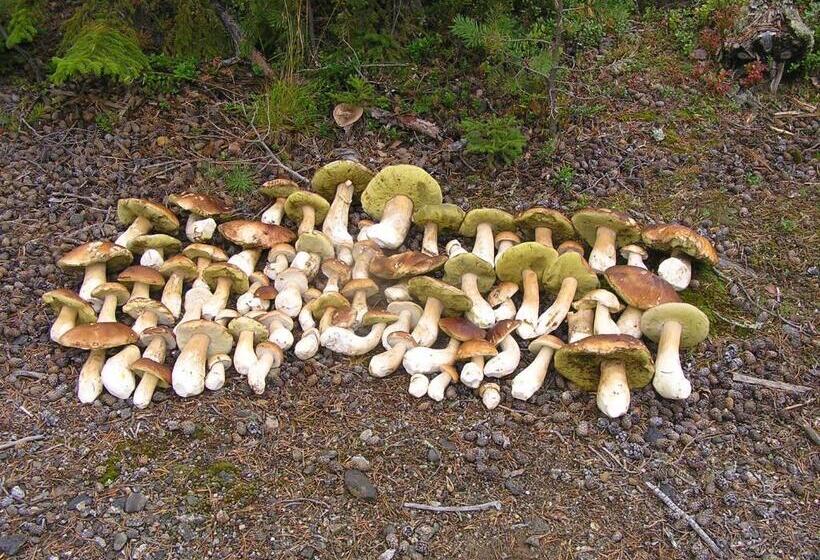 Fredrika Hotell Jakt&fiskecamp