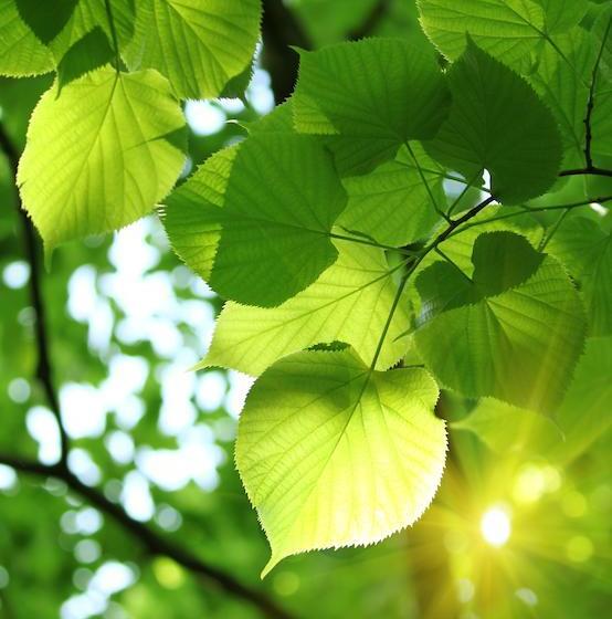 فندق Lindenhof 1887