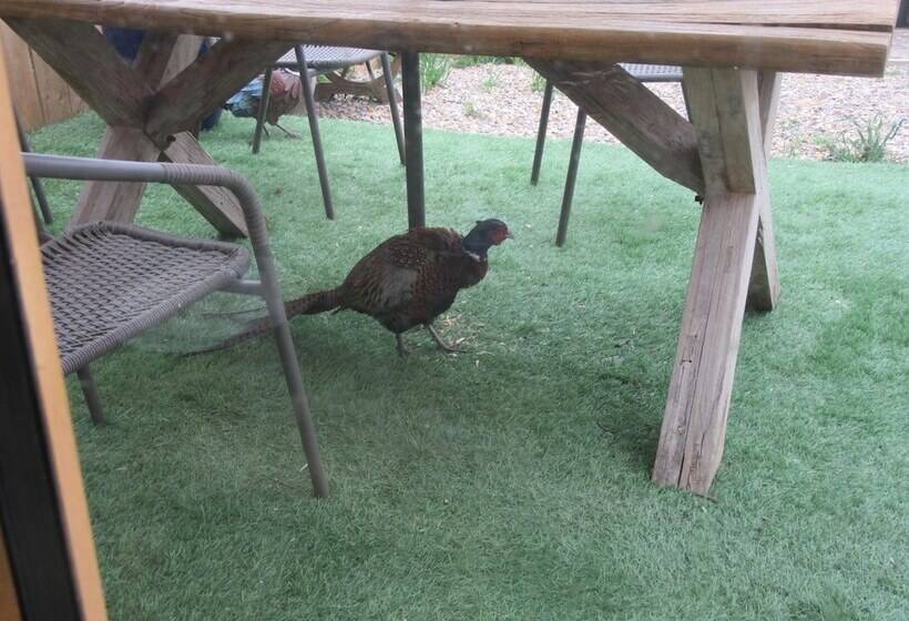 レジデンス Golden Cottage In Ellingham Northumberland