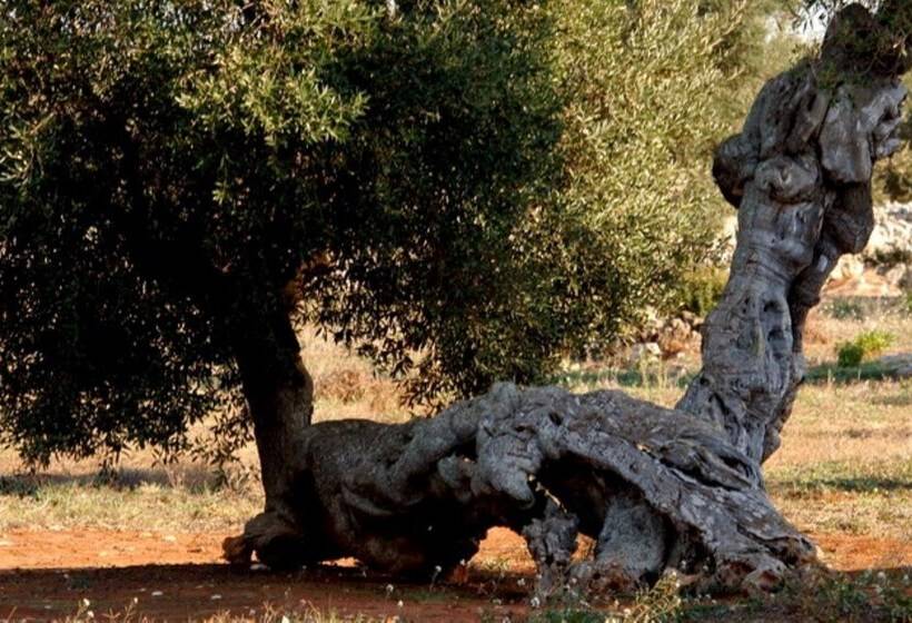 Bed and Breakfast Room In Apartment   Two Rooms Apartment In Agriturismo Serine Num1