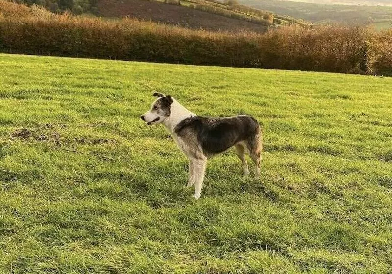 Cottage On Exmoor   Sleeps 8 & Parking