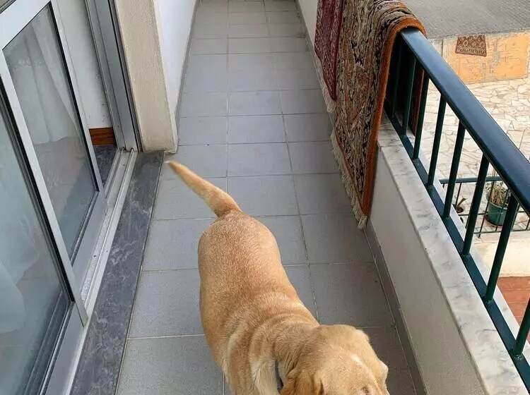 ペンション Joes House Homestay