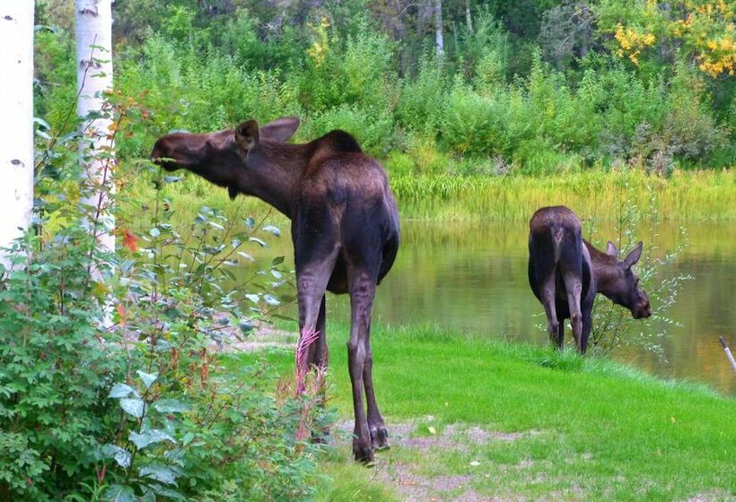 Riverside Log Cabin: On Site Aurora Viewing!