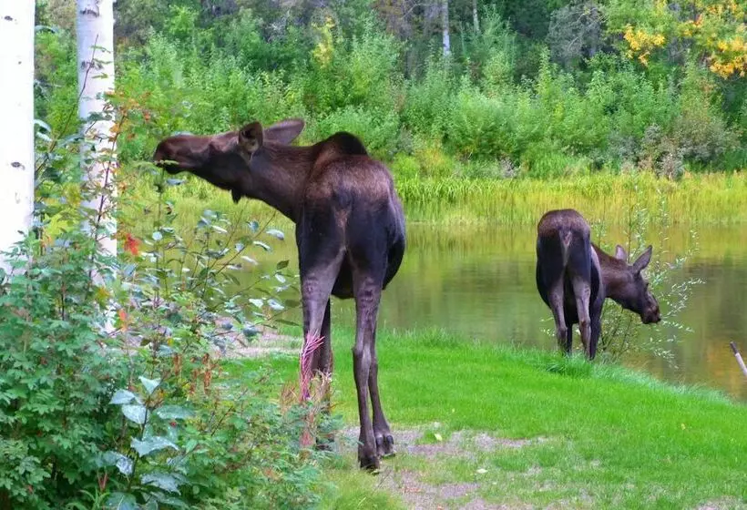 Riverside Log Cabin: On Site Aurora Viewing!