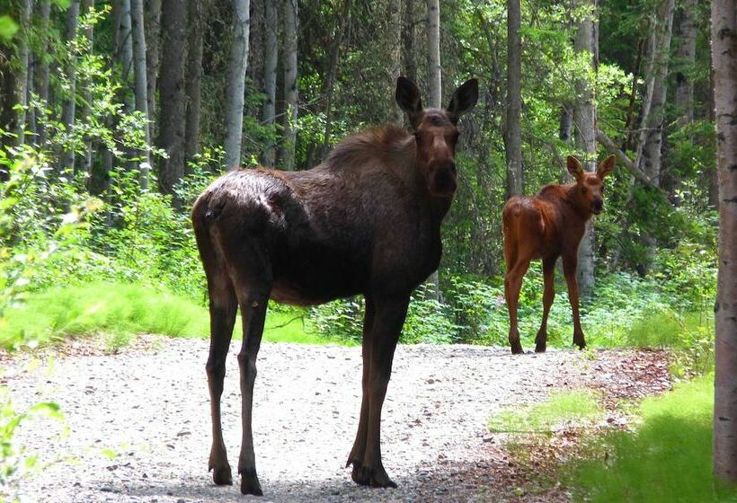 Riverside Log Cabin: On Site Aurora Viewing!