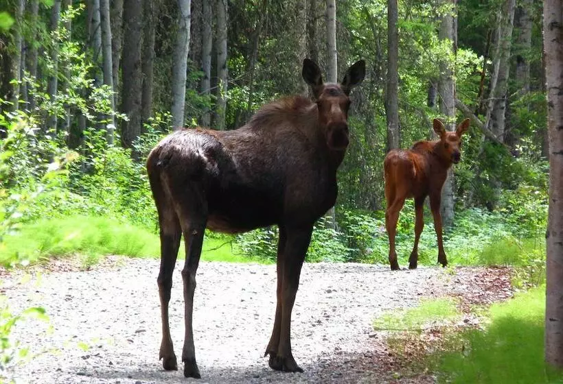 Riverside Log Cabin: On Site Aurora Viewing!