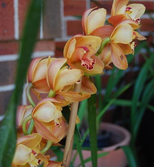 Hotelli Cutmore Cottages - L'auberge Angara