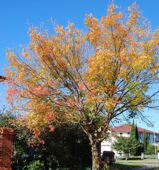 Hotelli Cutmore Cottages - L'auberge Angara