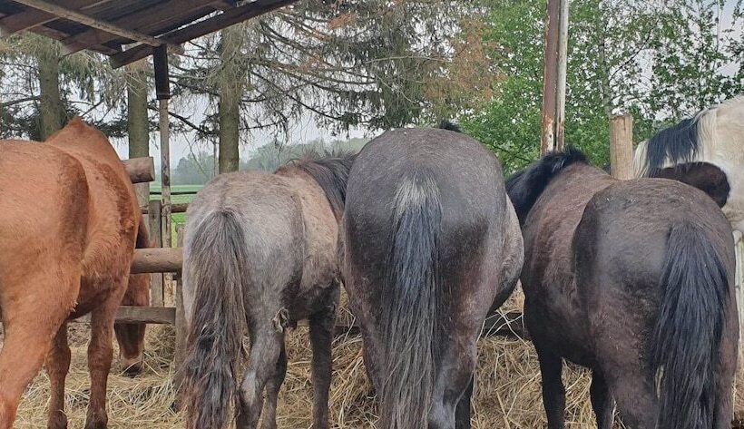 Maaseutuhotelli Agroturystyka Kurnik Polski