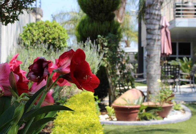 膳宿费 Cycad Palm Boutique Guest House