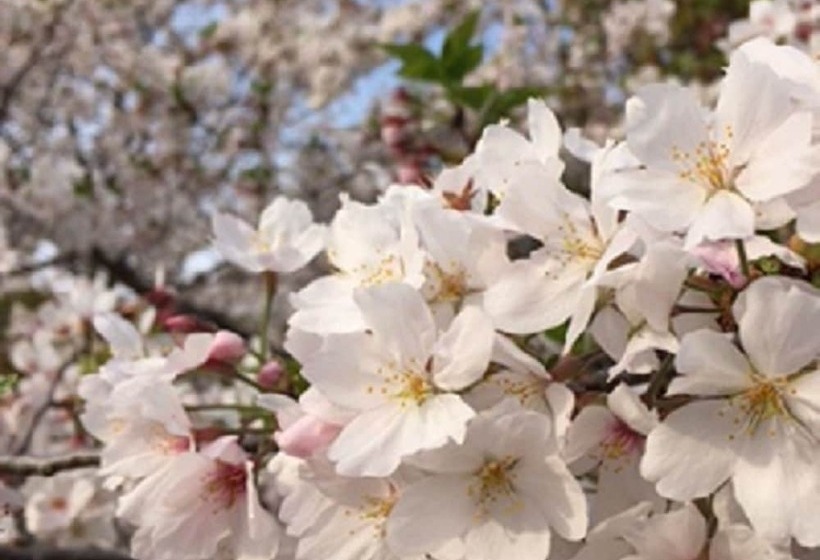 캡슐 호텔 Akihabara Bay