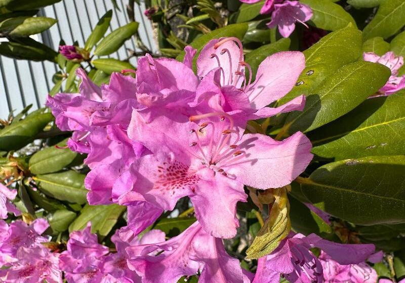 فندق Harborside Suites