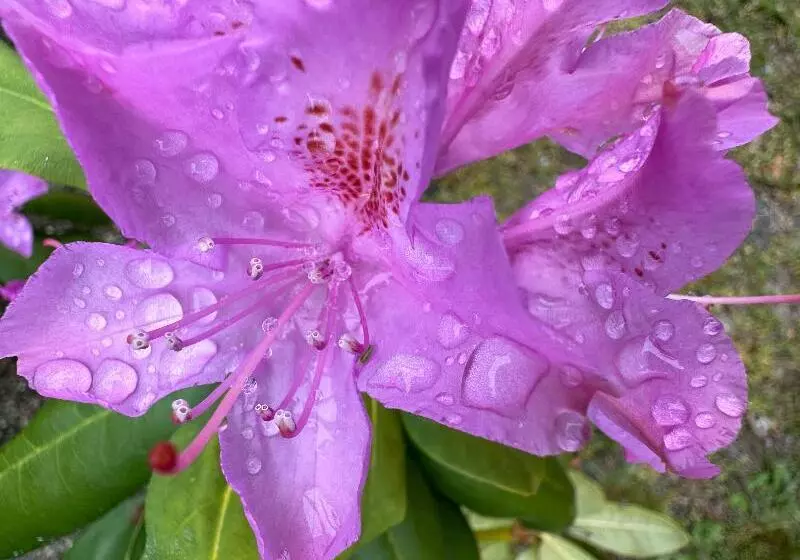 Hotelli Harborside Suites