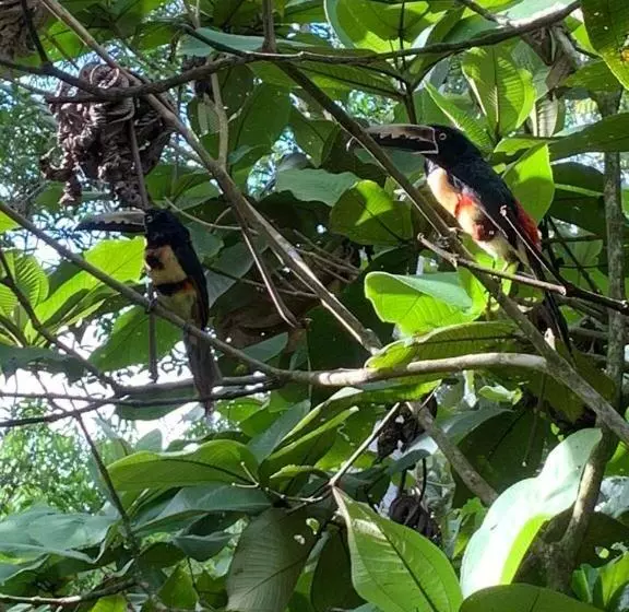 Eco Hotel Villas Del Tortuguero