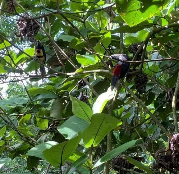 Eco Hotel Villas Del Tortuguero