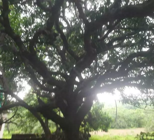 Ostello Ashvem Banyan Tree