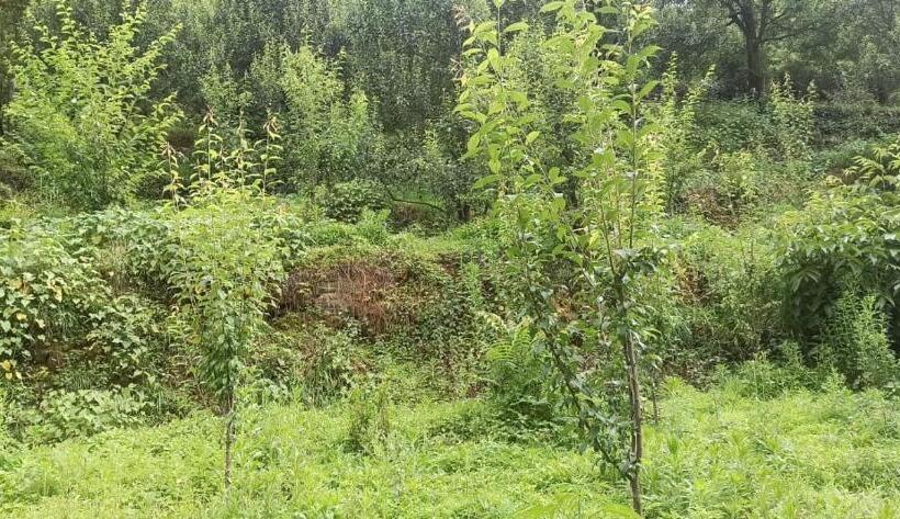 בית מלון כפרי Royal Galaxy Tirthan