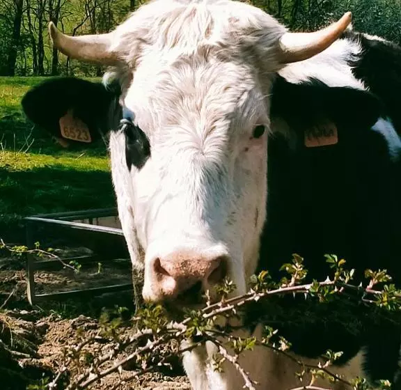 ホテル Agriturismo Cascina Dolomiti