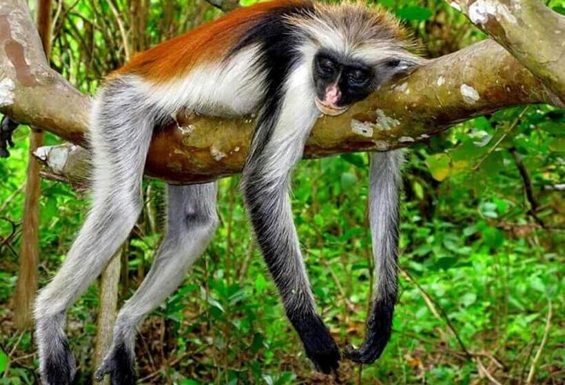 בית מלון כפרי Samaki Lodge