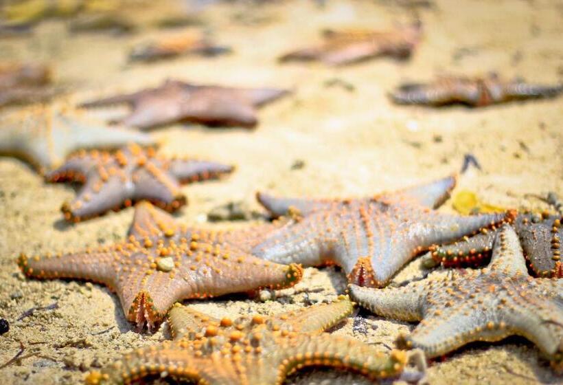 בית מלון כפרי Samaki Lodge