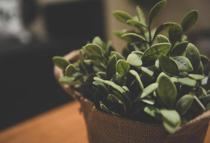 Pamplonapartments Mercaderes