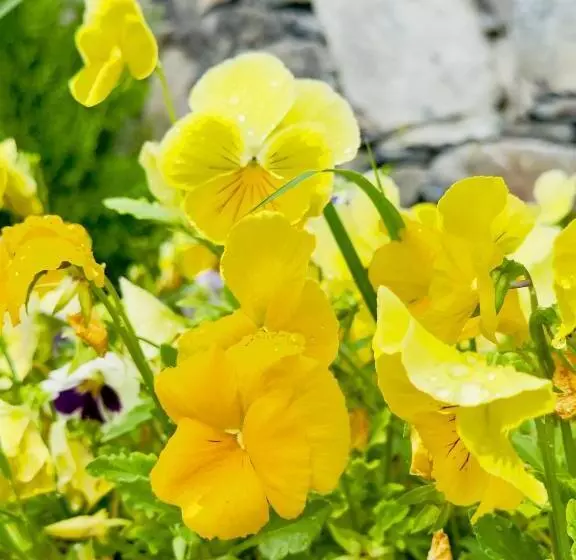 Orgventure Resorts Skardu